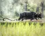 Malaysia02
