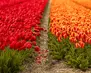 Netherlands02